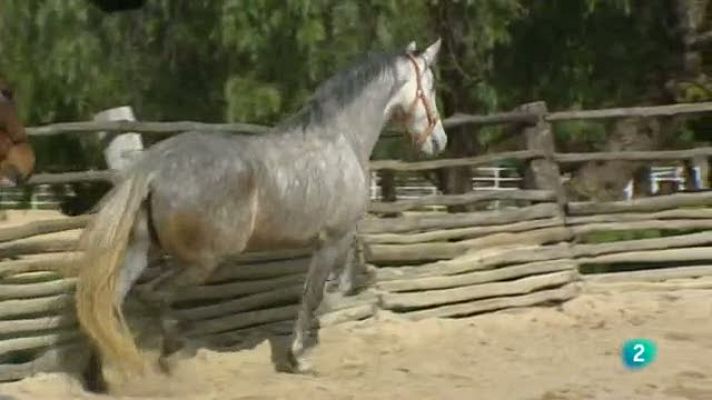 Para todos La 2 - Caballos y liderazgo