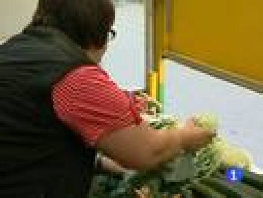 Telediario 1 - Pepinos infectados