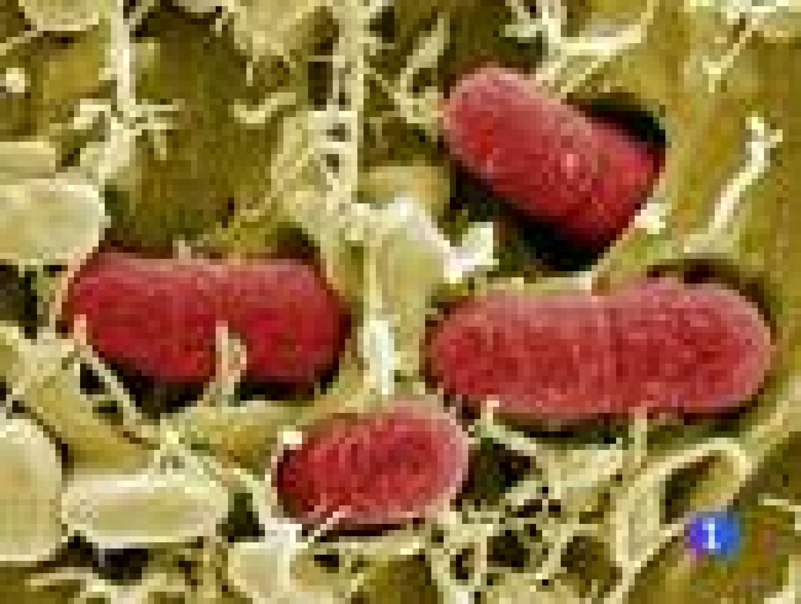 Telediario 1: El mal de la bacteria E.Coli | RTVE Play