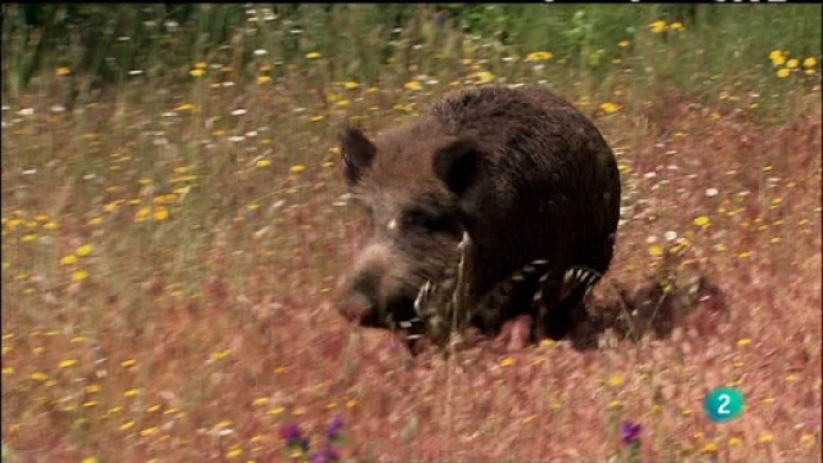 Biodiario - 27/05/11 - Ver ahora