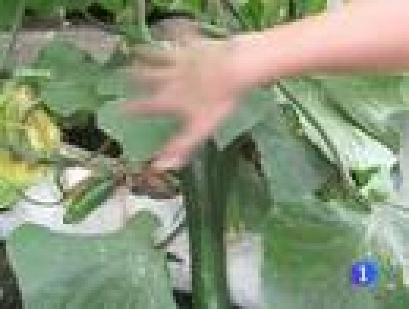 Los agricultores españoles de pepino, preocupados por las ventas