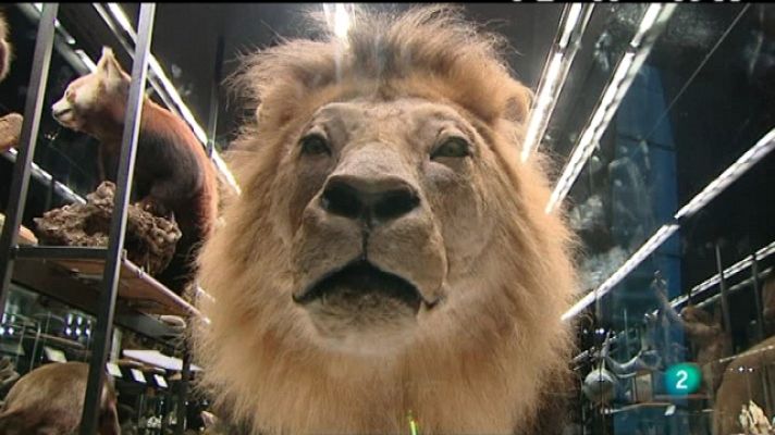 Miradas 2 - natural, 1