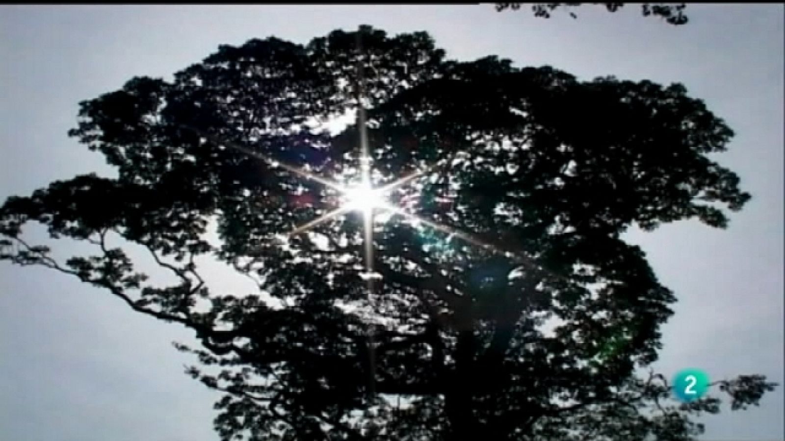 Naturalmente - Año Internacional de los Bosques - Ver ahora