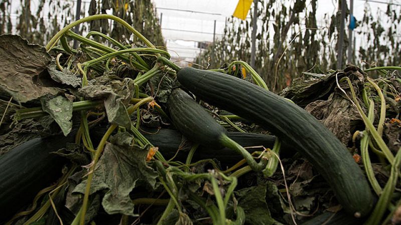  El Gobierno español duda de que la intoxicación en los pepinos en Alemania provenga de España