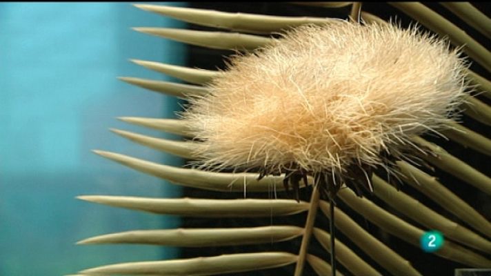 La aventura del Saber - La aventura del saber - 30/05/11