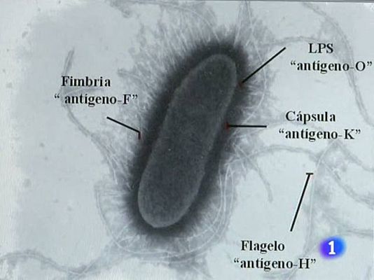 Laboratorio de la E. coli