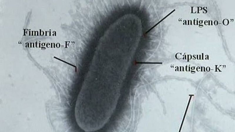 El laboratorio de referencia de la bacteria E. coli, en Lugo, analiza la cepa de O104H4, responsable del brote que hasta este martes ha causado la muerte de 16 personas en Alemania, según las autoridades de ese país.