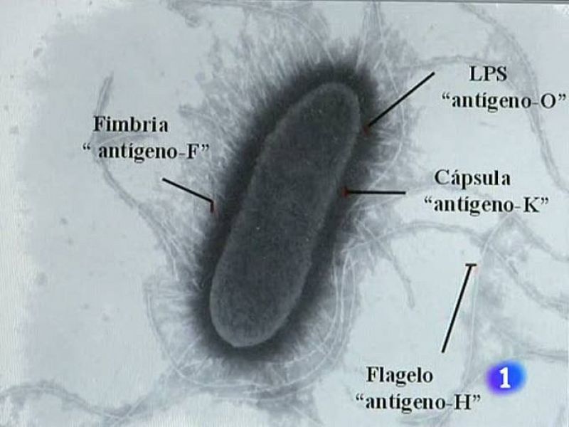 El laboratorio de referencia de la bacteria E. coli, en Lugo, analiza la cepa de O104H4, responsable del brote que hasta este martes ha causado la muerte de 16 personas en Alemania, según las autoridades de ese país.
