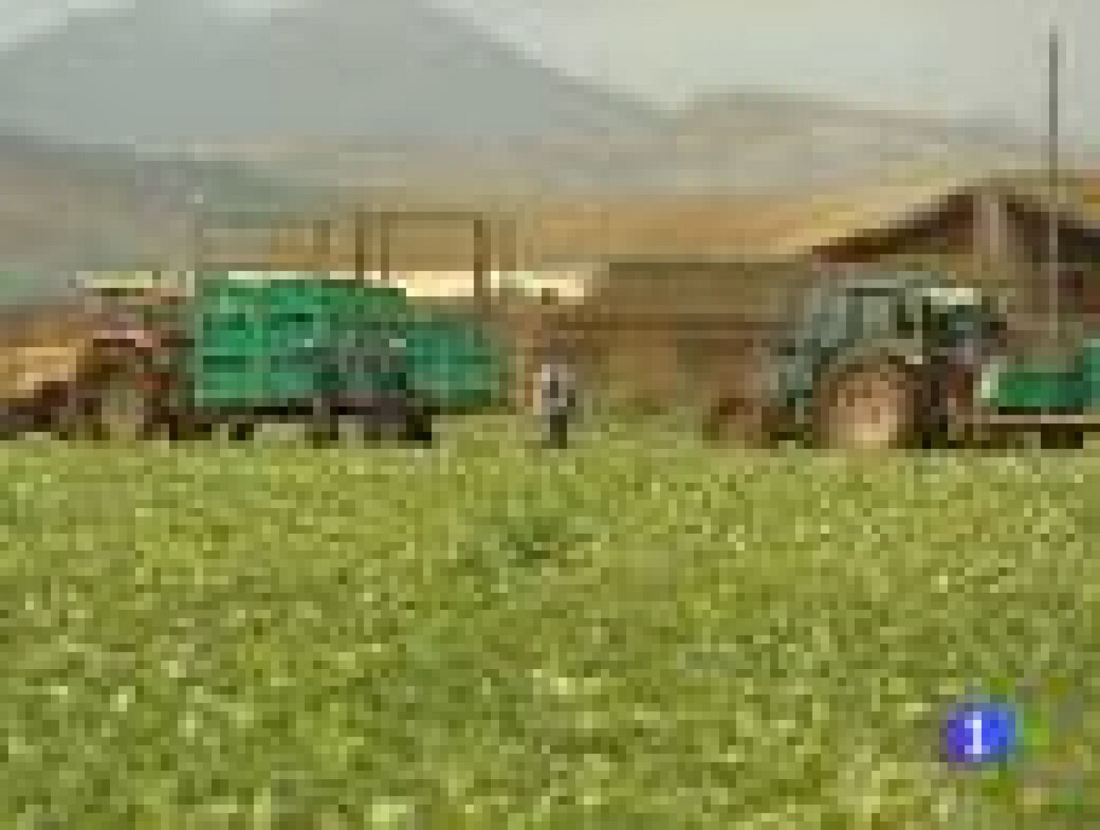 Las pérdidas económicas en el sector agrícola son aún difíciles de cuantificar