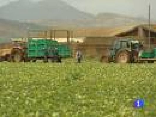 Telediario 1 - Pérdidas por la crisis del pepino