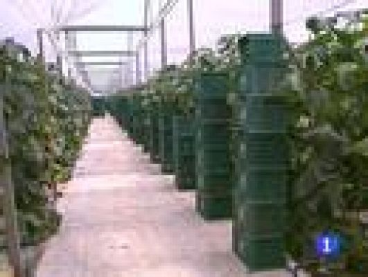 Telediario 1 - Rigurosos controles