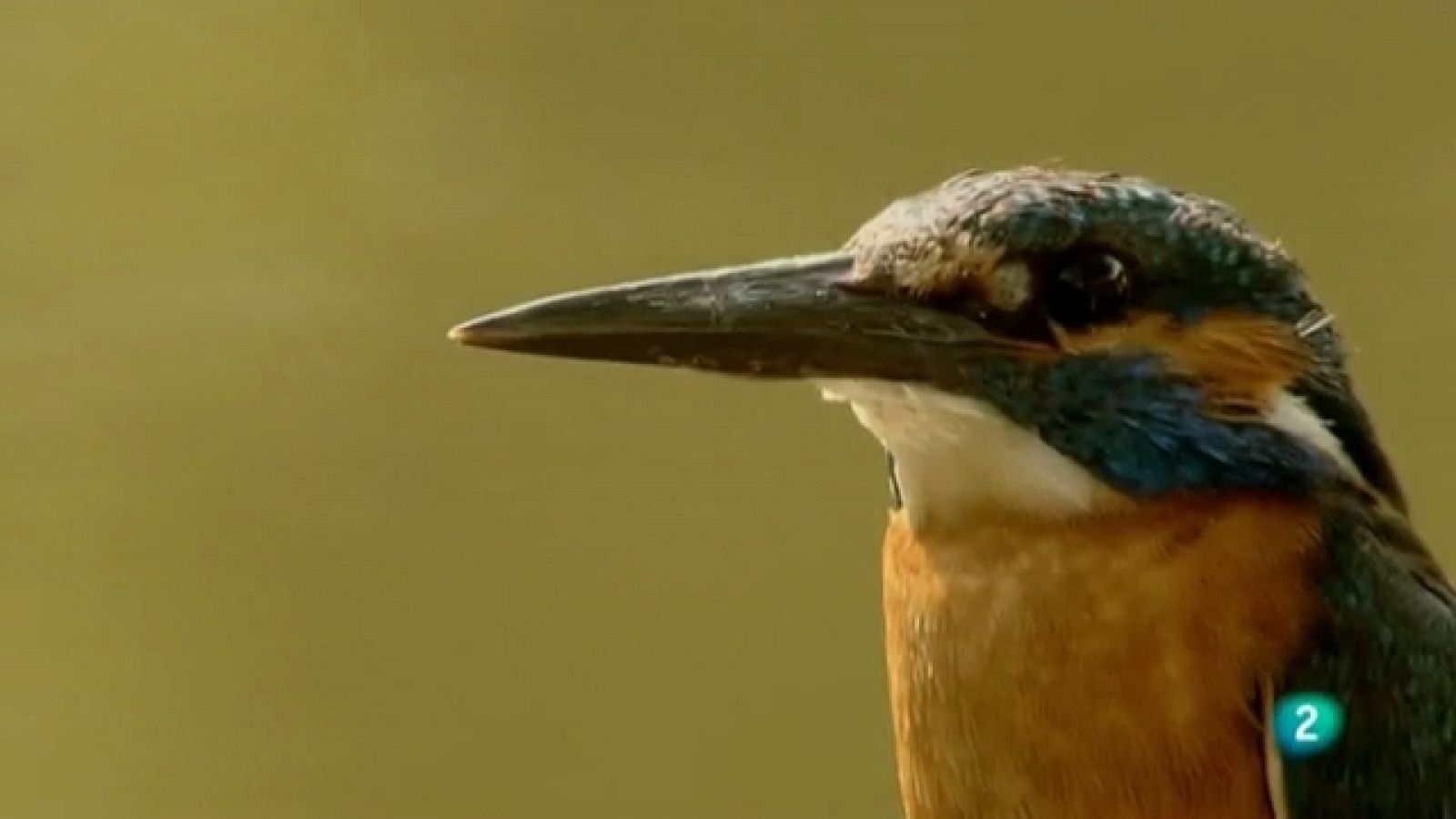 Biodiario - 01/06/11 - Ver ahora