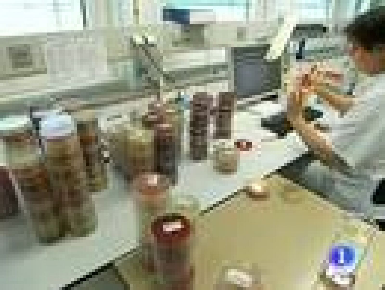 La bacteria E.coli que está causando el brote infeccioso es una cepa desconocida