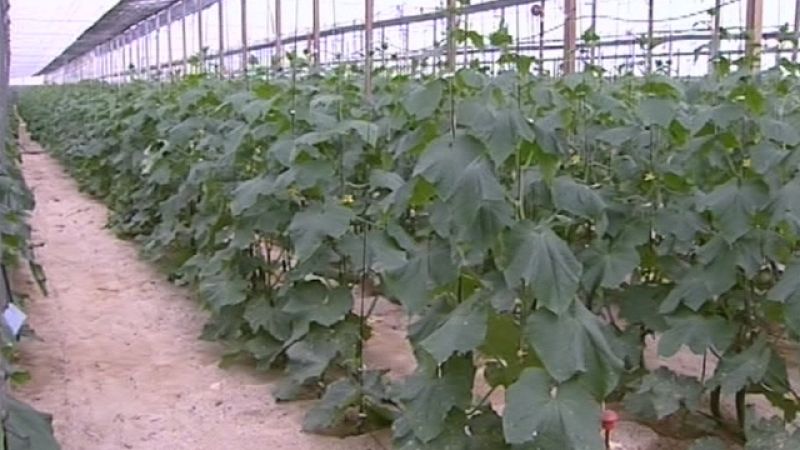 La decisión de levantar las alertas en Almería y Murcia tardará unos días en notarse en el campo