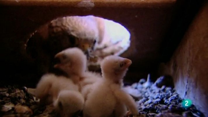 Biodiario - Biodiario