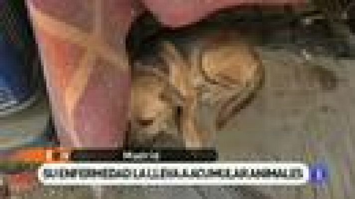 España Directo - Vive entre animales