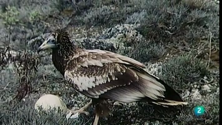 El escarabajo verde - El escondite del alimoche