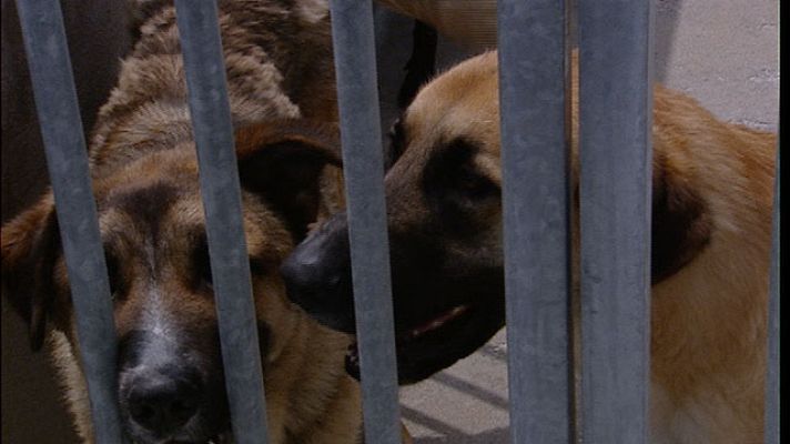 Telediario 1 - Denuncian maltrato animal