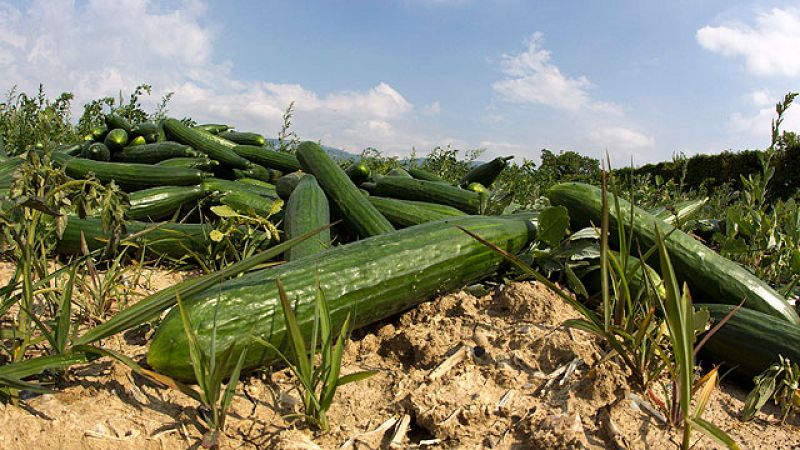  Las investigaciones sobre el origen de la bacteria E. Coli apuntan a un restaurante alemán