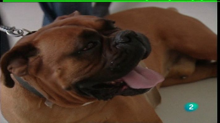 España en comunidad - Hospital veterinario