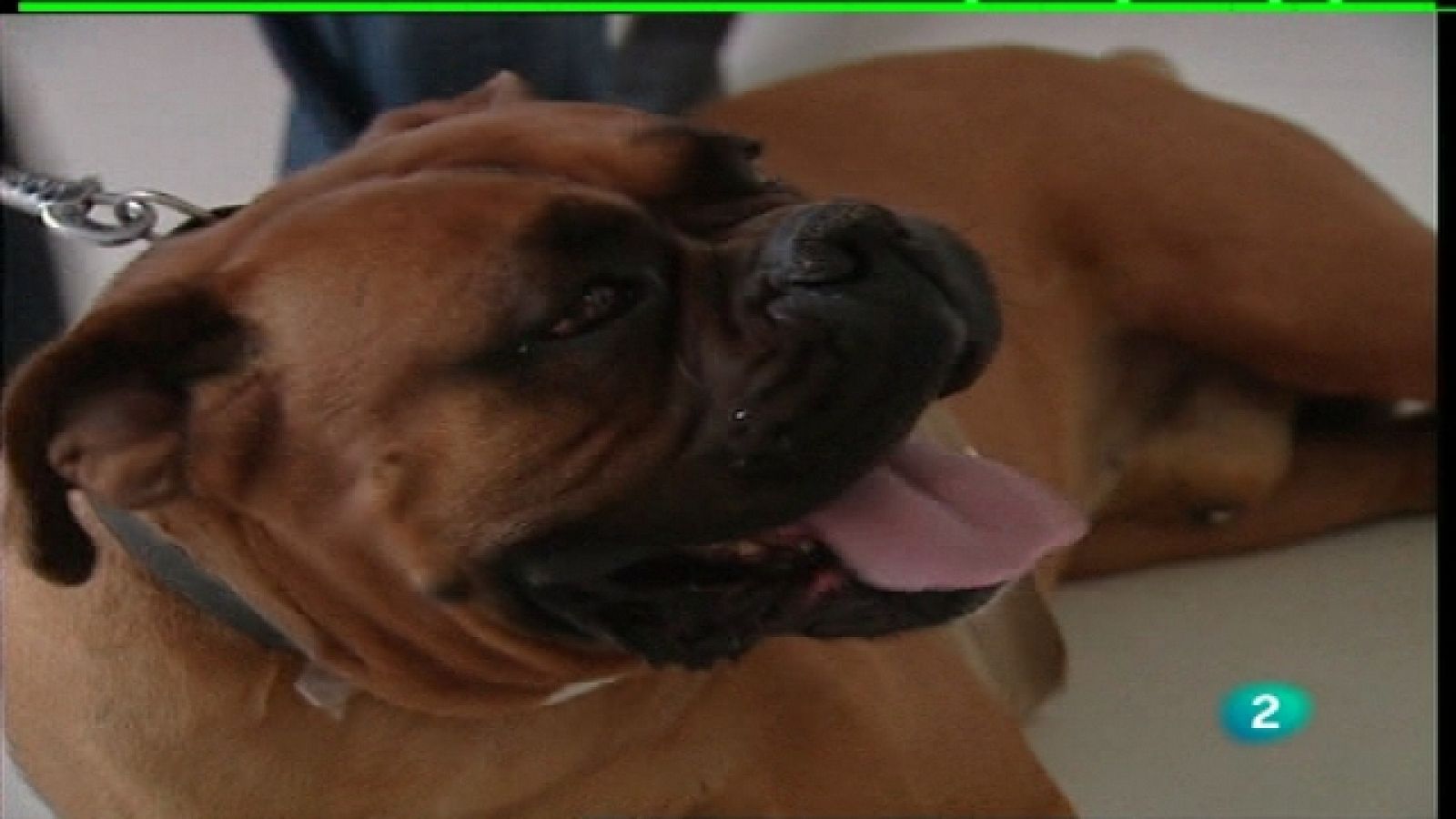 España en comunidad - Hospital veterinario - Ver ahora 