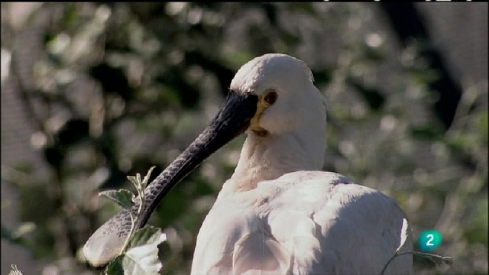 Biodiario - 05/06/11 - Ver ahora