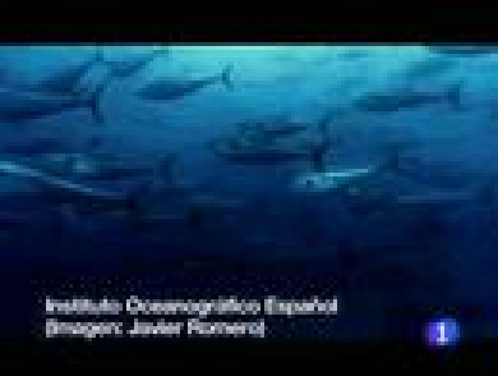 Suelta de atún rojo en el día mundial del medio ambiente