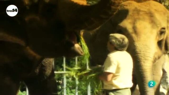 tres14 - Elefantes libres