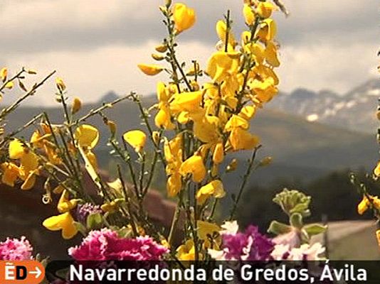 España Directo - El piorno en flor