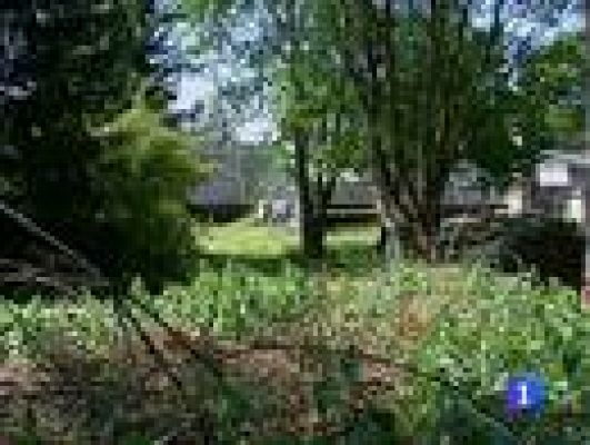 Telediario 1 - Baja Sajonia origen del E.Coli