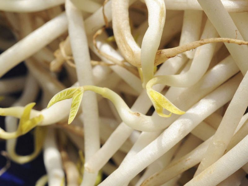 Los brotes de soja tampoco parecen ser los causantes de la infección por E. Coli