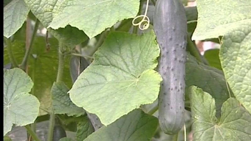 Los agricultores buscan el respaldo de los consumidores después de la llamada crisis del pepino