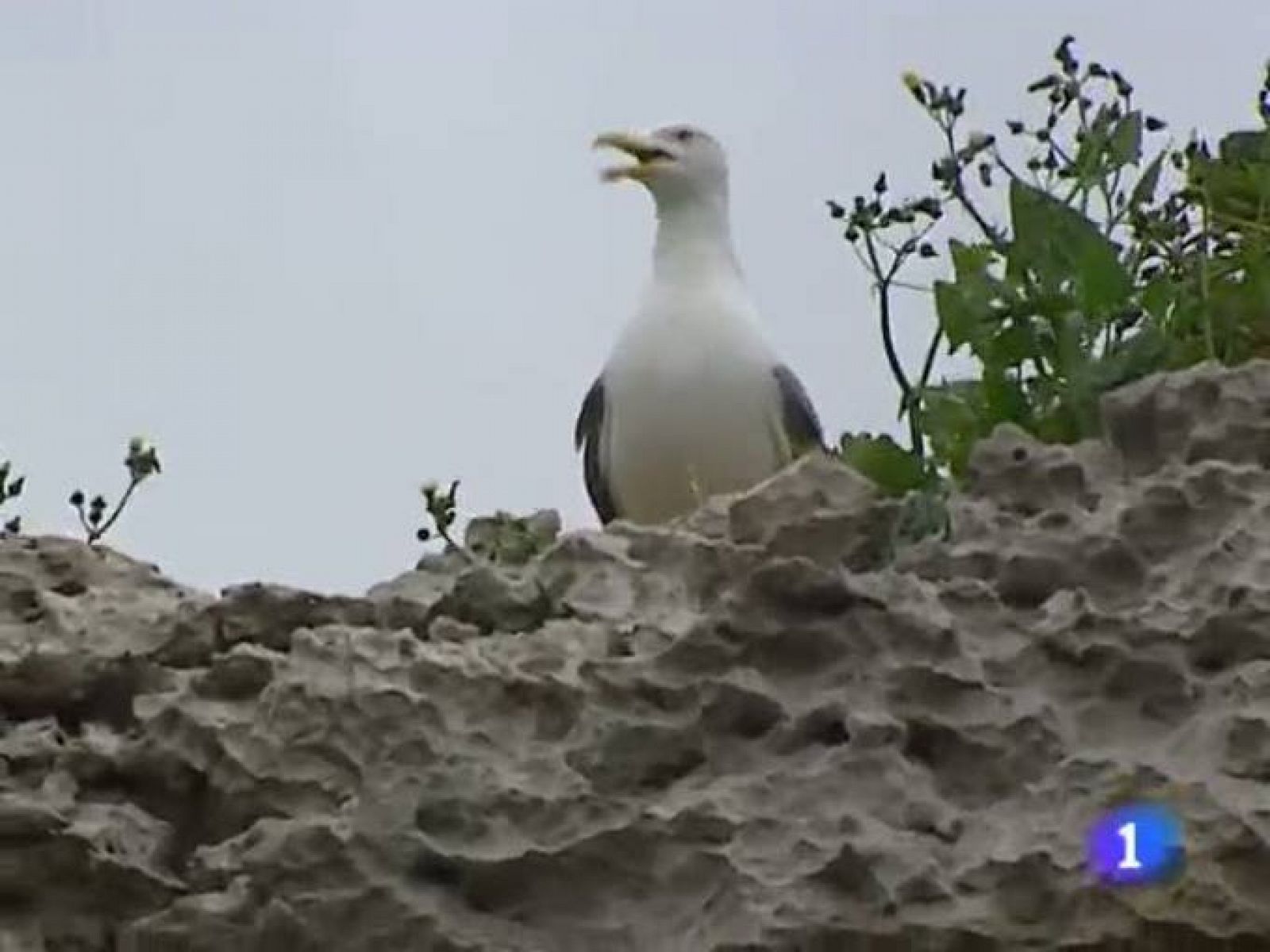 Telecantabria - 08/06/11