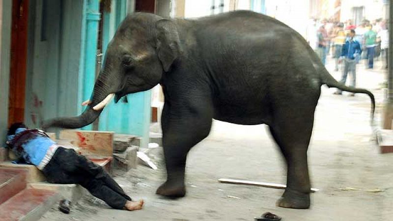 Dos elefantes salvajes han entrado este miércoles en una ciudad del sudoeste indio y han matado a una persona tras causar el pánico entre la población. El suceso se produjo en Mysore, en el estado de Karnataka y donde los paquidermos han estado dura