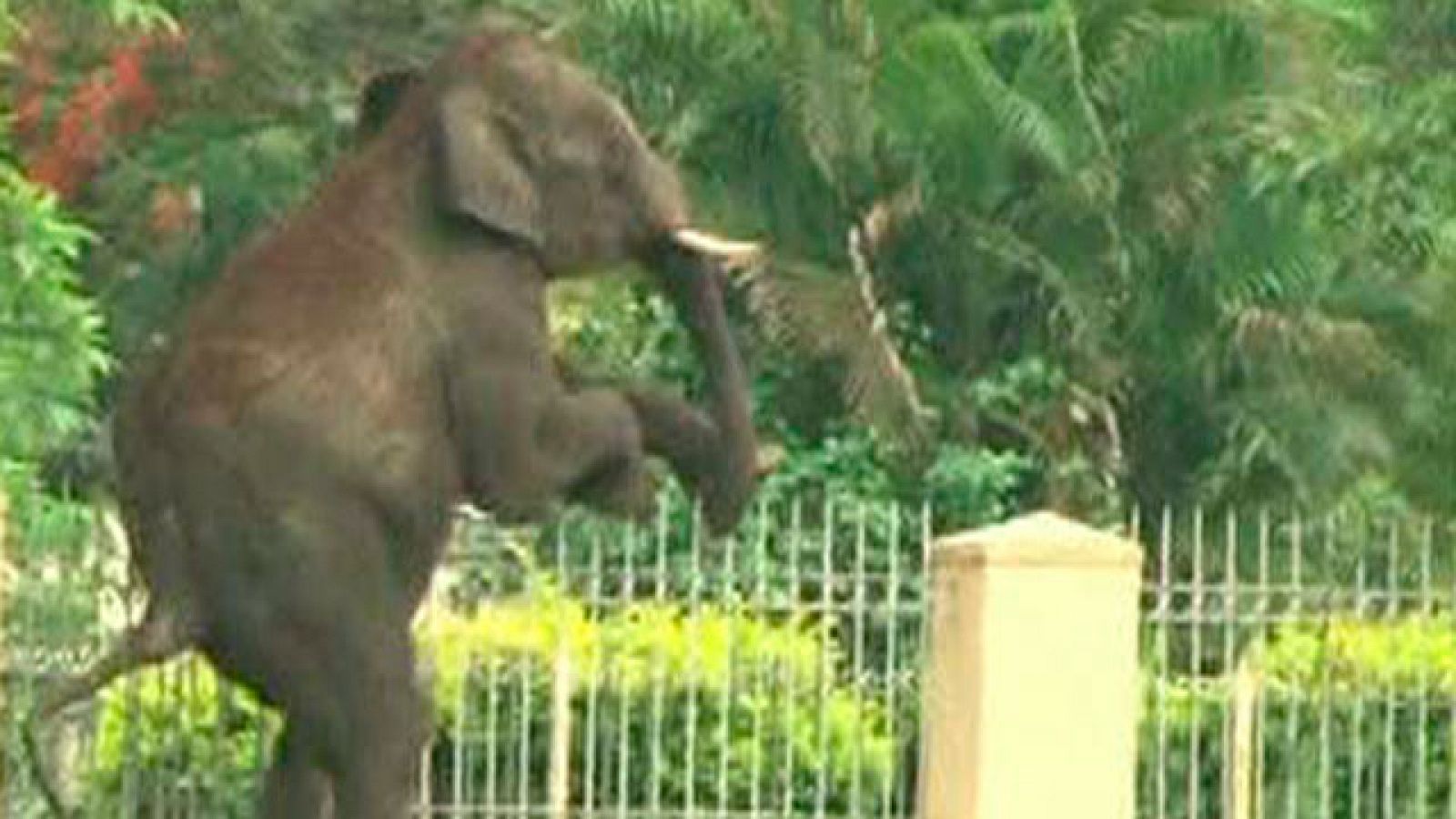 Dos elefantes salvajes provocan el pánico en una ciudad india