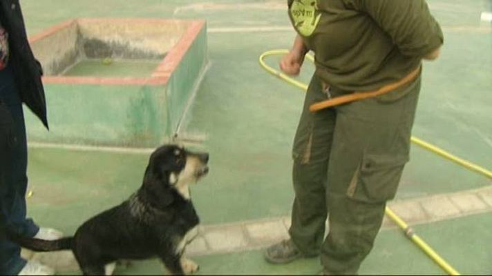 El escarabajo verde - "Mascotas adoptar o morir" 2ª Parte