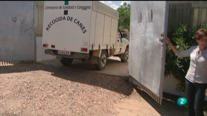 El escarabajo verde - Mascotas: adoptar o morir (1)