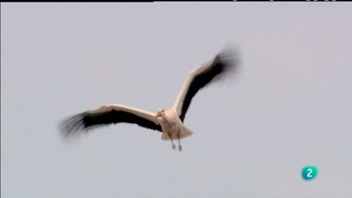 Biodiario - Biodiario - 11/06/11