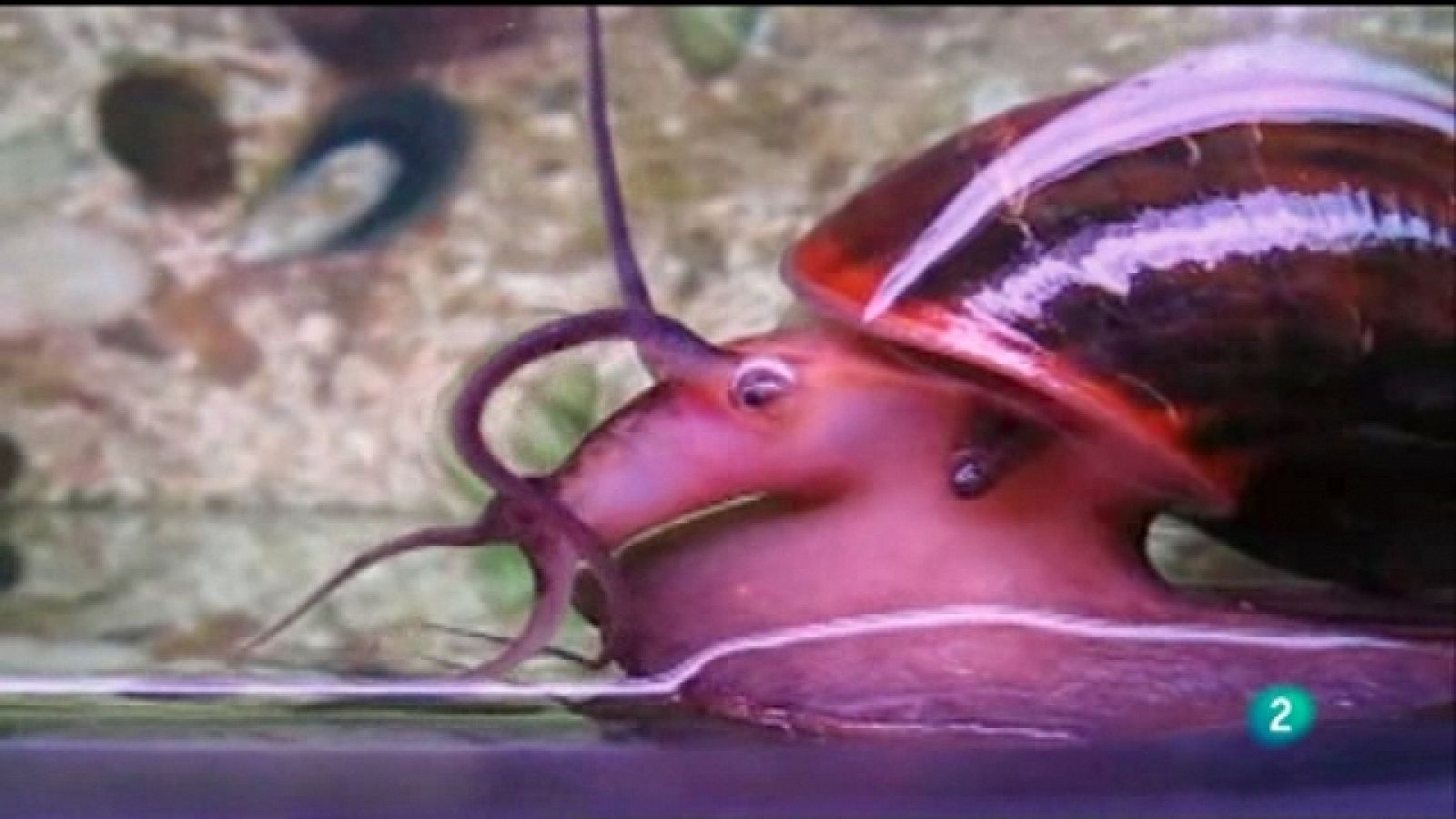 Naturalmente - Especies invasoras - Ver ahora