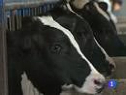 Telediario 1 - Pérdidas por E.Cóli