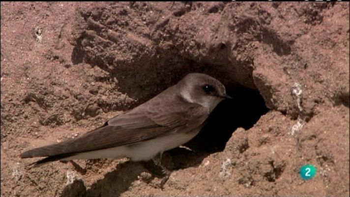 Biodiario - Biodiario - 13/06/11