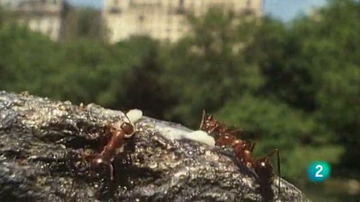 El mundo de las hormigas