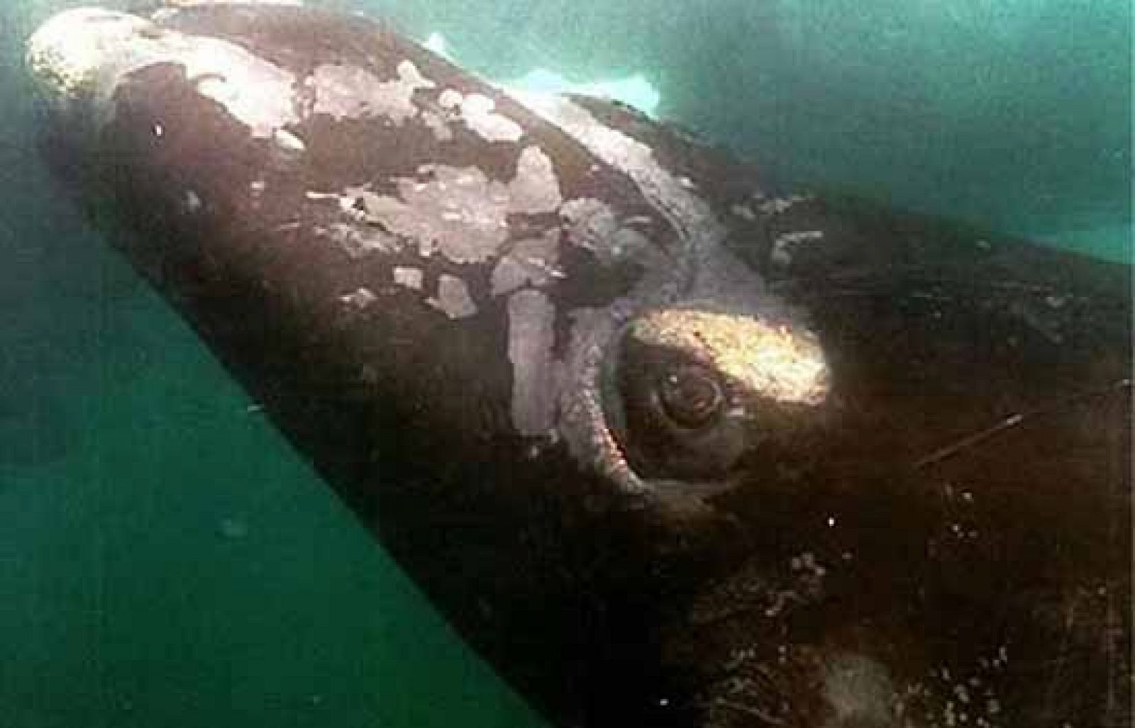 Ballenas de la Patagonia en vivo