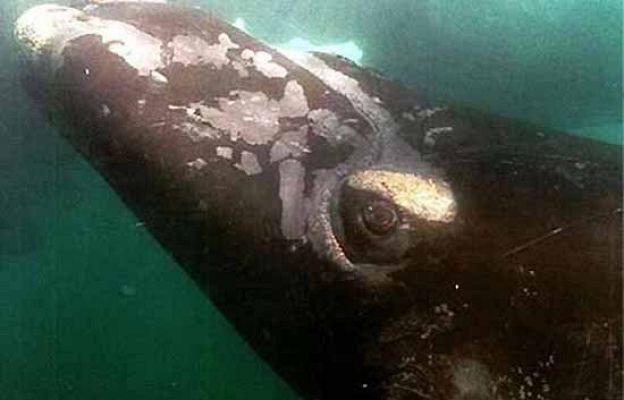 Ballenas de la Patagonia en vivo