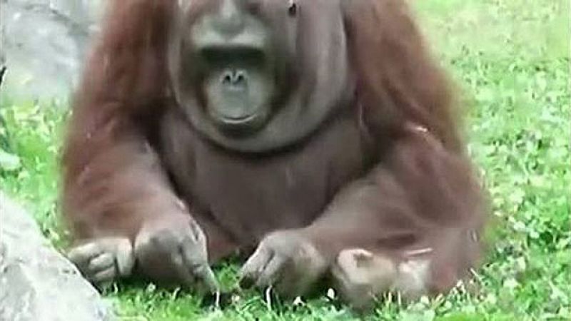Un orangután salva a un pajarillo de morir ahogado