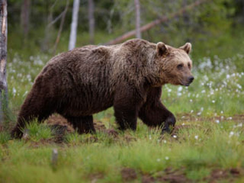 El oso pardo cambia sus hábitos para huir del hombre