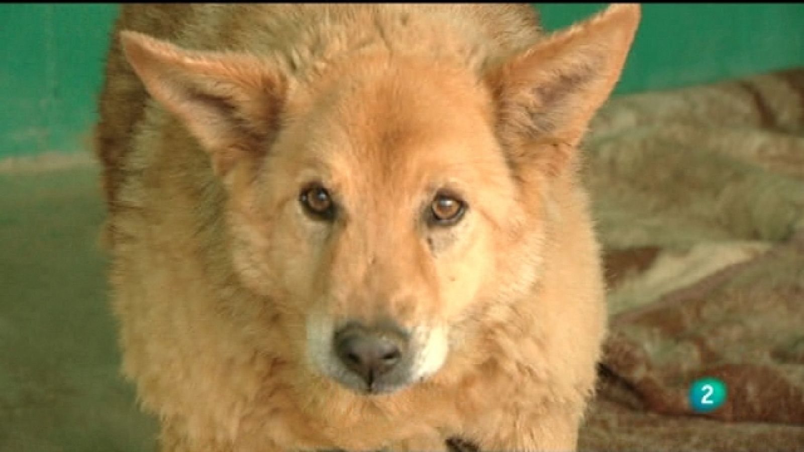 El escarabajo verde - Mascotas: adoptar o morir (2) - Ver ahora