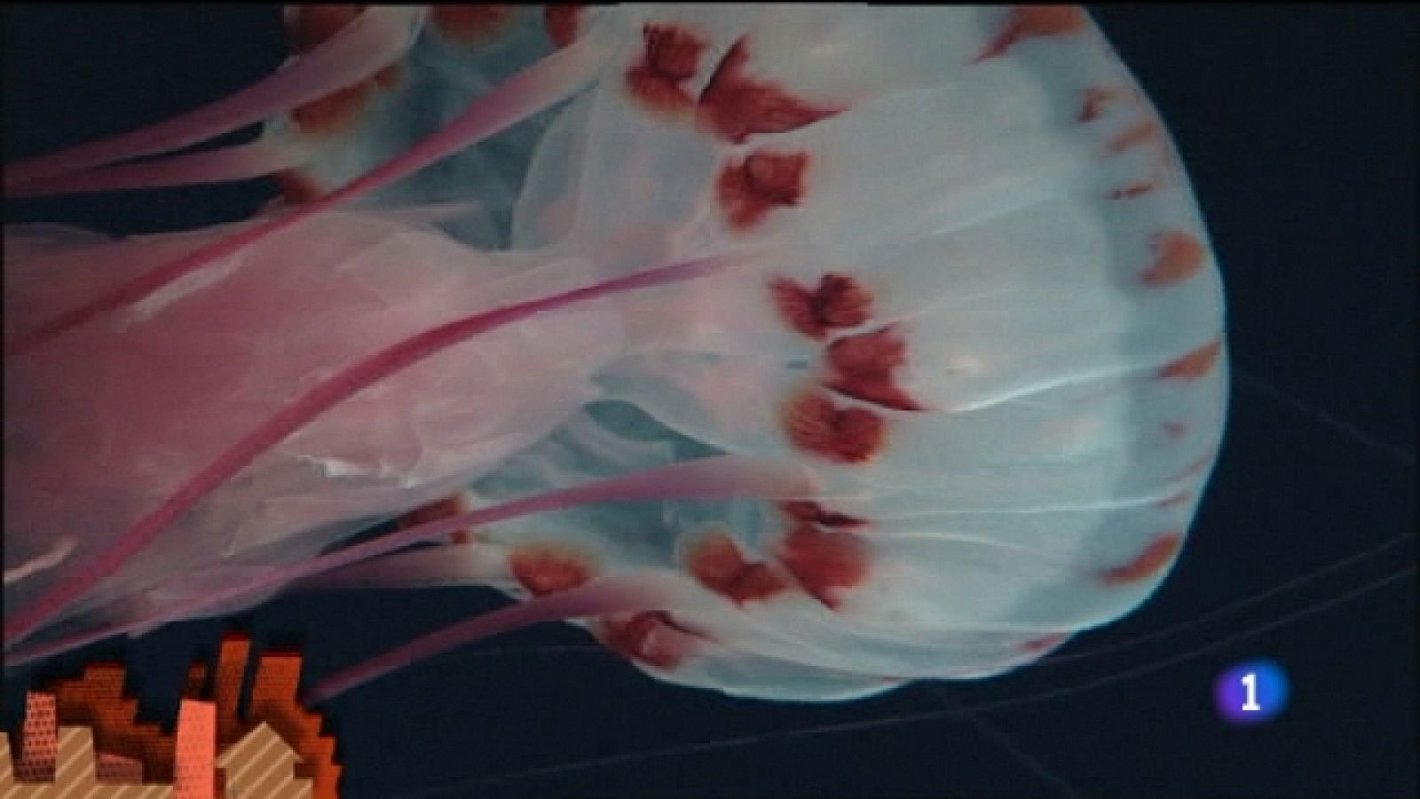 Lo que hay que ver - 18/06/11 - Ver ahora 