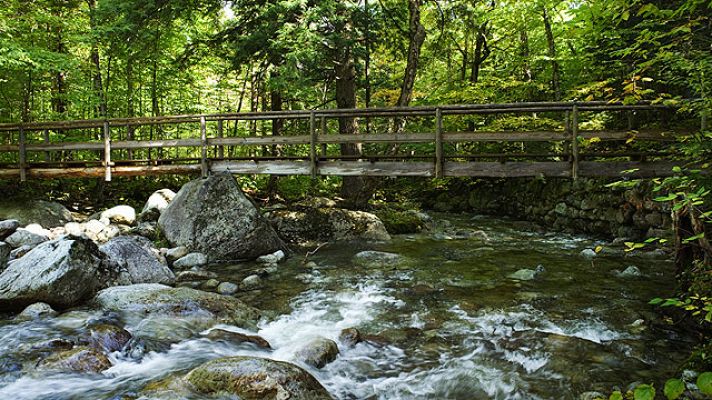 Los bosques de Manabí