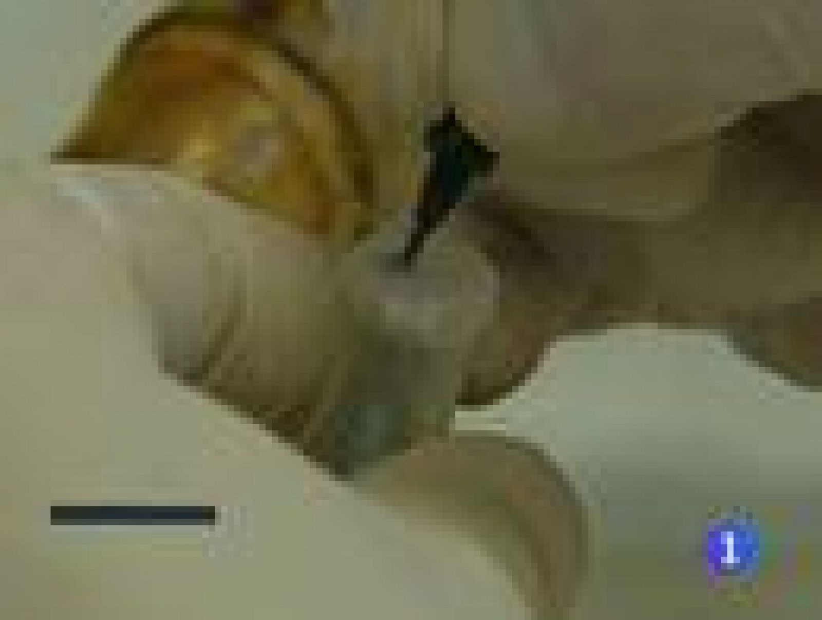 Las Fuerzas de Seguridad del Estado comparten sus bases de datos genéticos